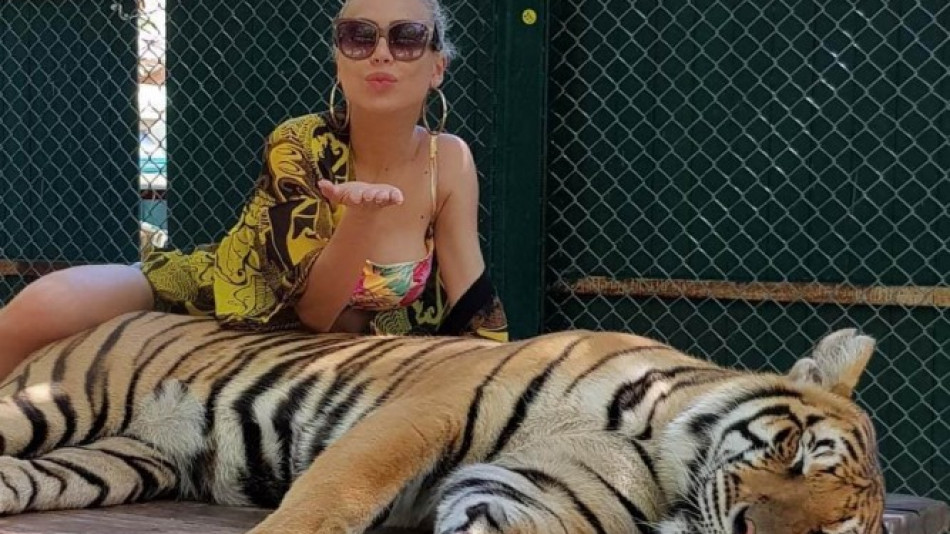 Тигър захапа Ася Капчикова в Тайланд